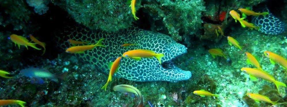 Blue Ocean Dive Resort Умкомаас Екстер'єр фото